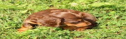Miniature Dachshund dogs for sale: Teddy - Ad 9