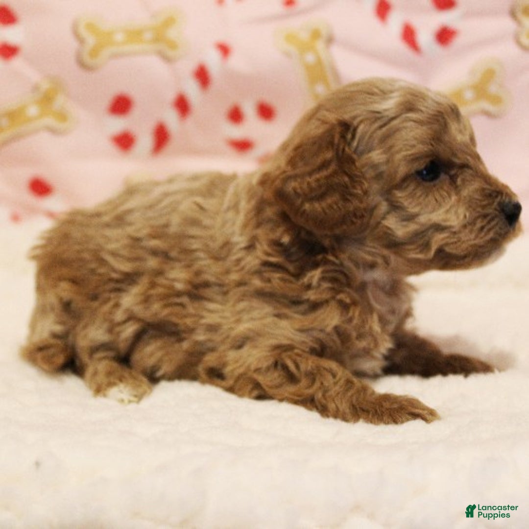 Toy Poodle dogs for sale: Glacier - Ad 3