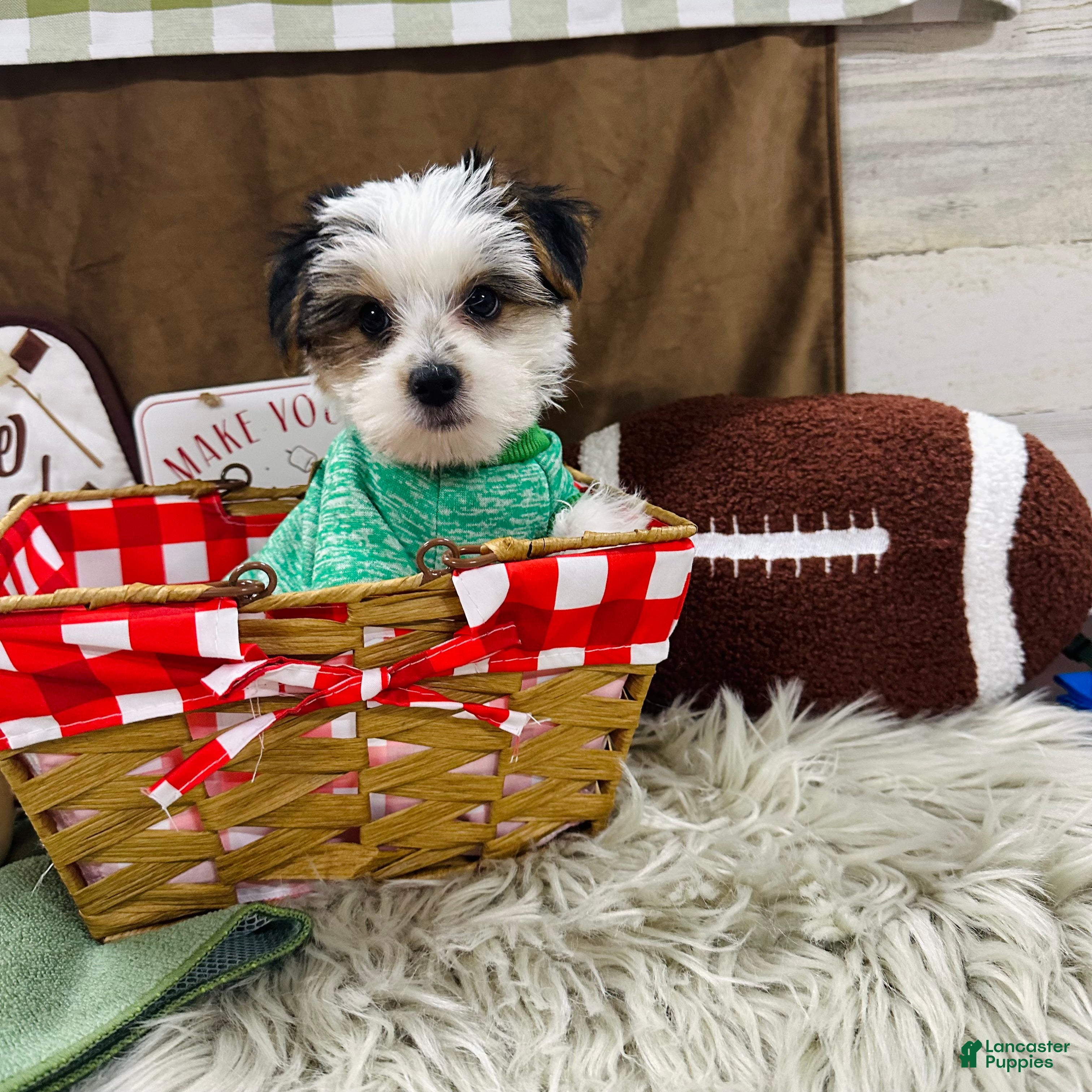 Yorkshire Terrier dogs Clark - Ad 1