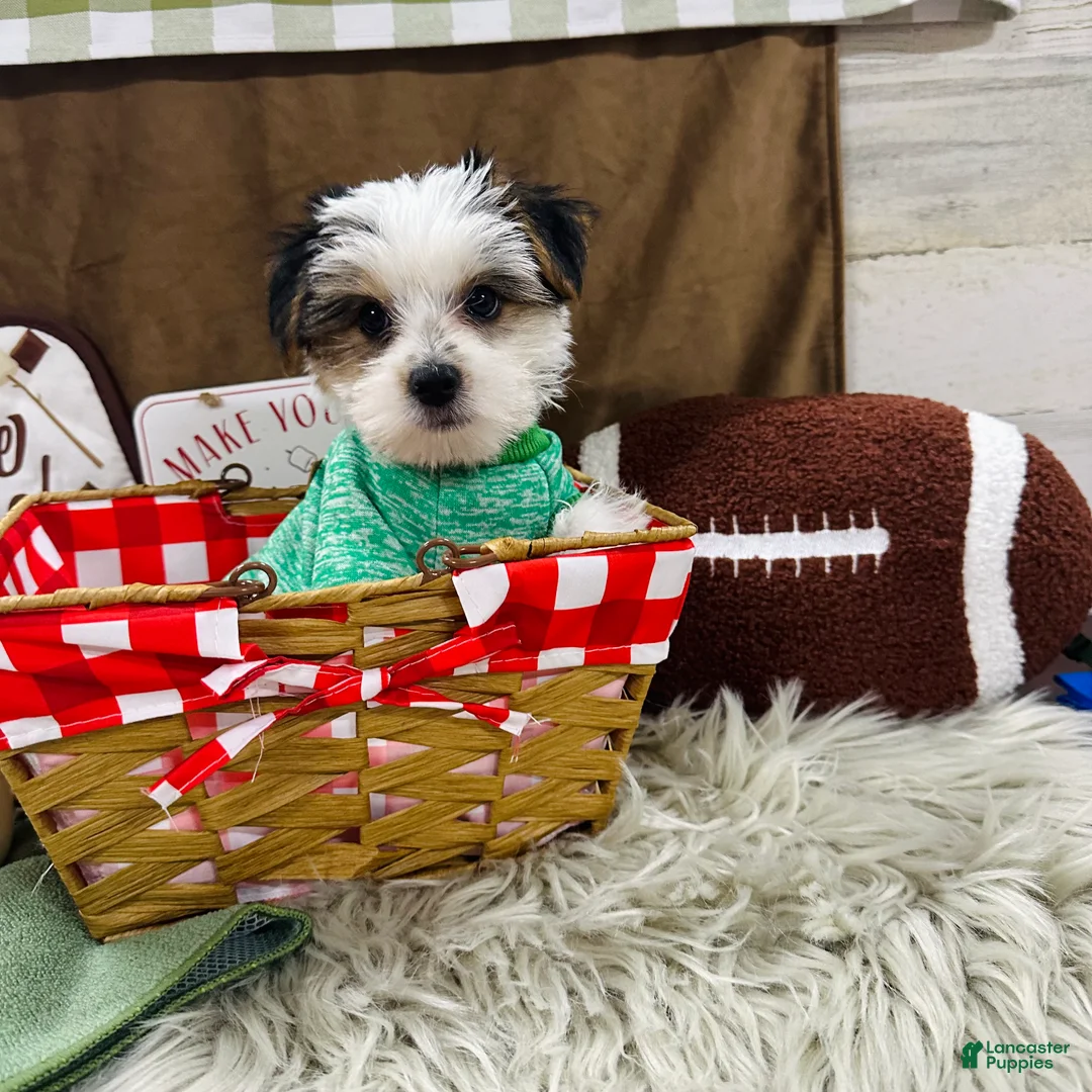 Yorkshire Terrier dogs for sale: Clark - Ad 1