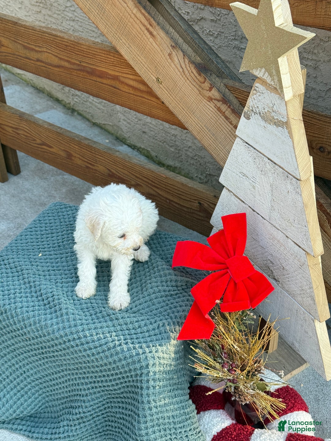 Bichpoo dogs for sale: Audrey - Ad 10