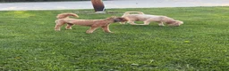 Goldendoodle dogs for sale: Teddy - Ad 3