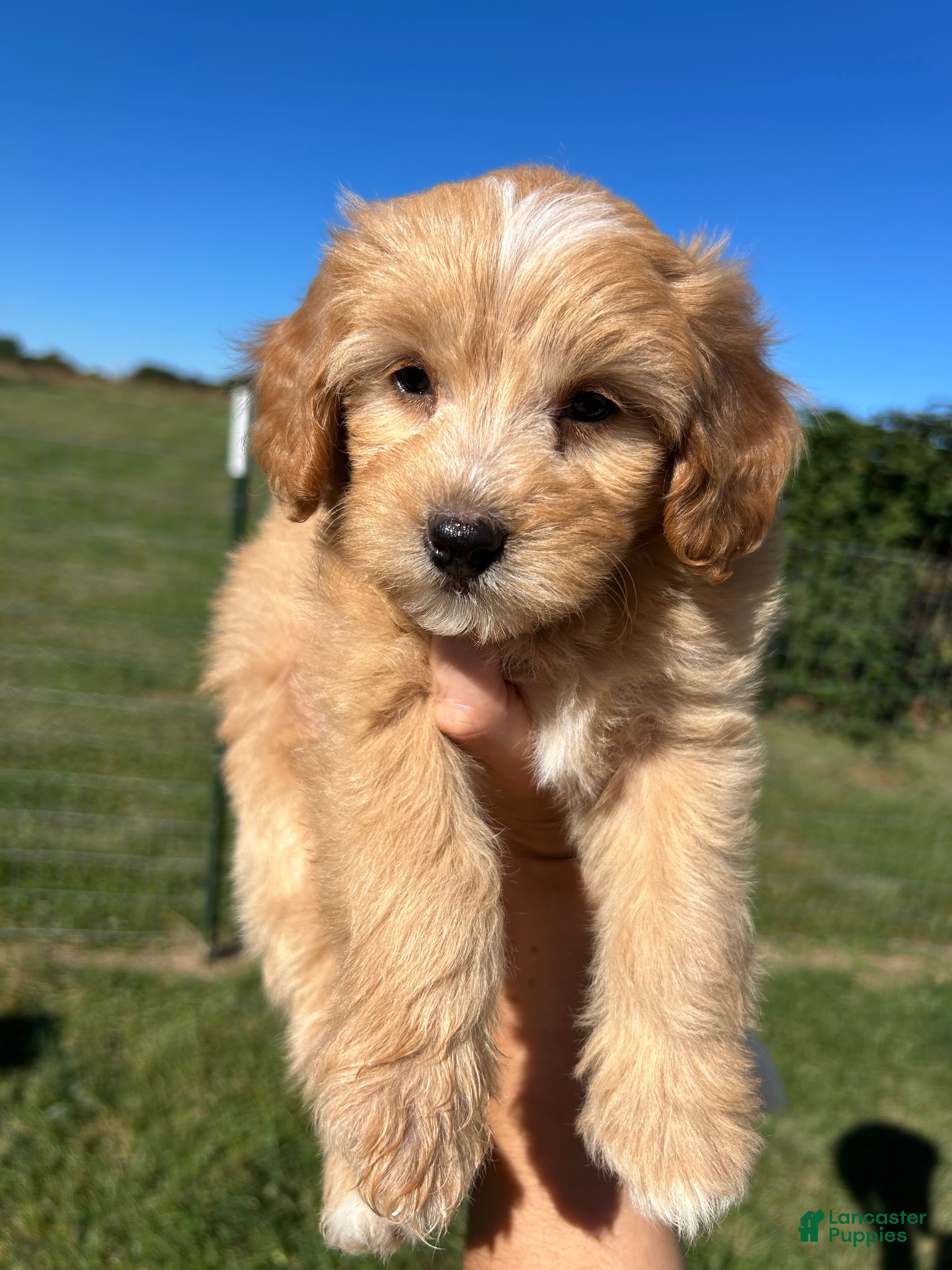 Mini Bernedoodle dogs Sprinkles - Ad 24
