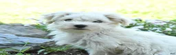 Maltese dogs for sale: Freckles - Ad 3