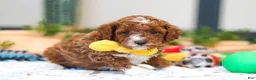 Cavapoo dogs for sale: Austin - Ad 7