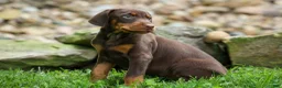 Doberman Pinscher dogs for sale:  Griffin 🐶 - Ad 12