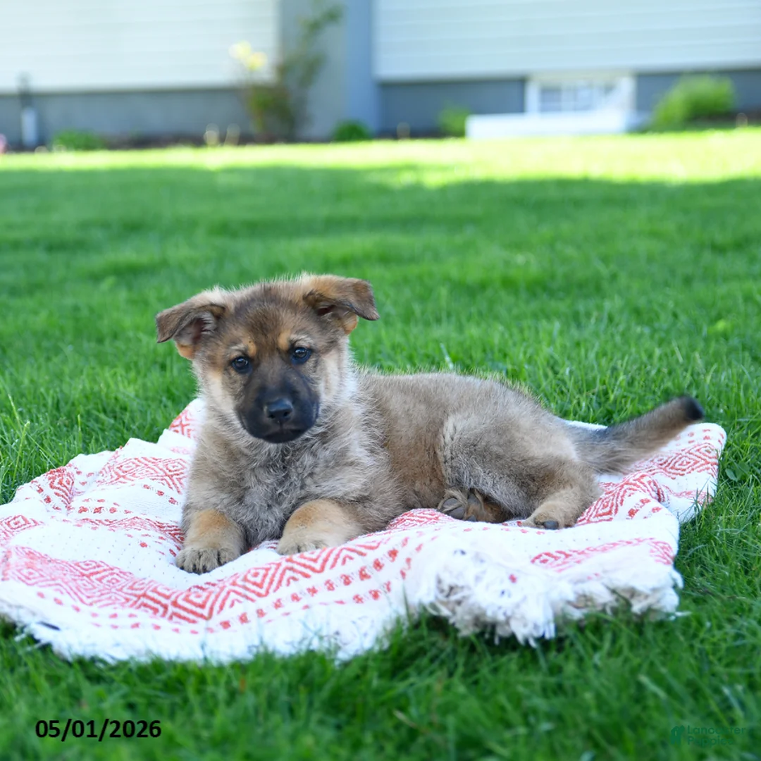 German Shepherd dogs for sale: Callie - Ad 5