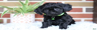 Onyx