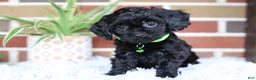 Cavapoo dogs for sale: Onyx - Ad 1