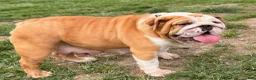 English Bulldog dogs for sale: Lainey - Ad 6