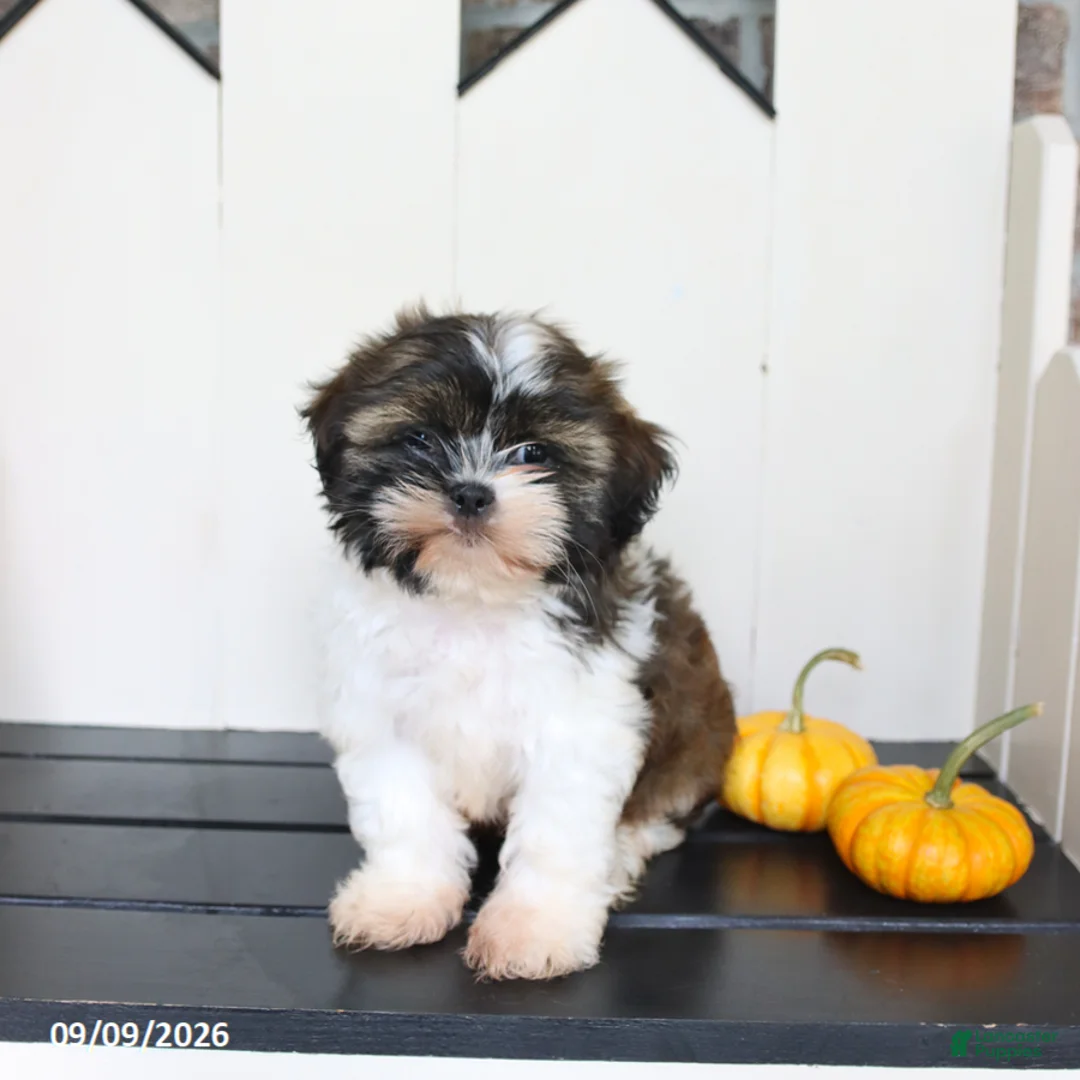 Mixed Breed dogs for sale: Teddy - Ad 3