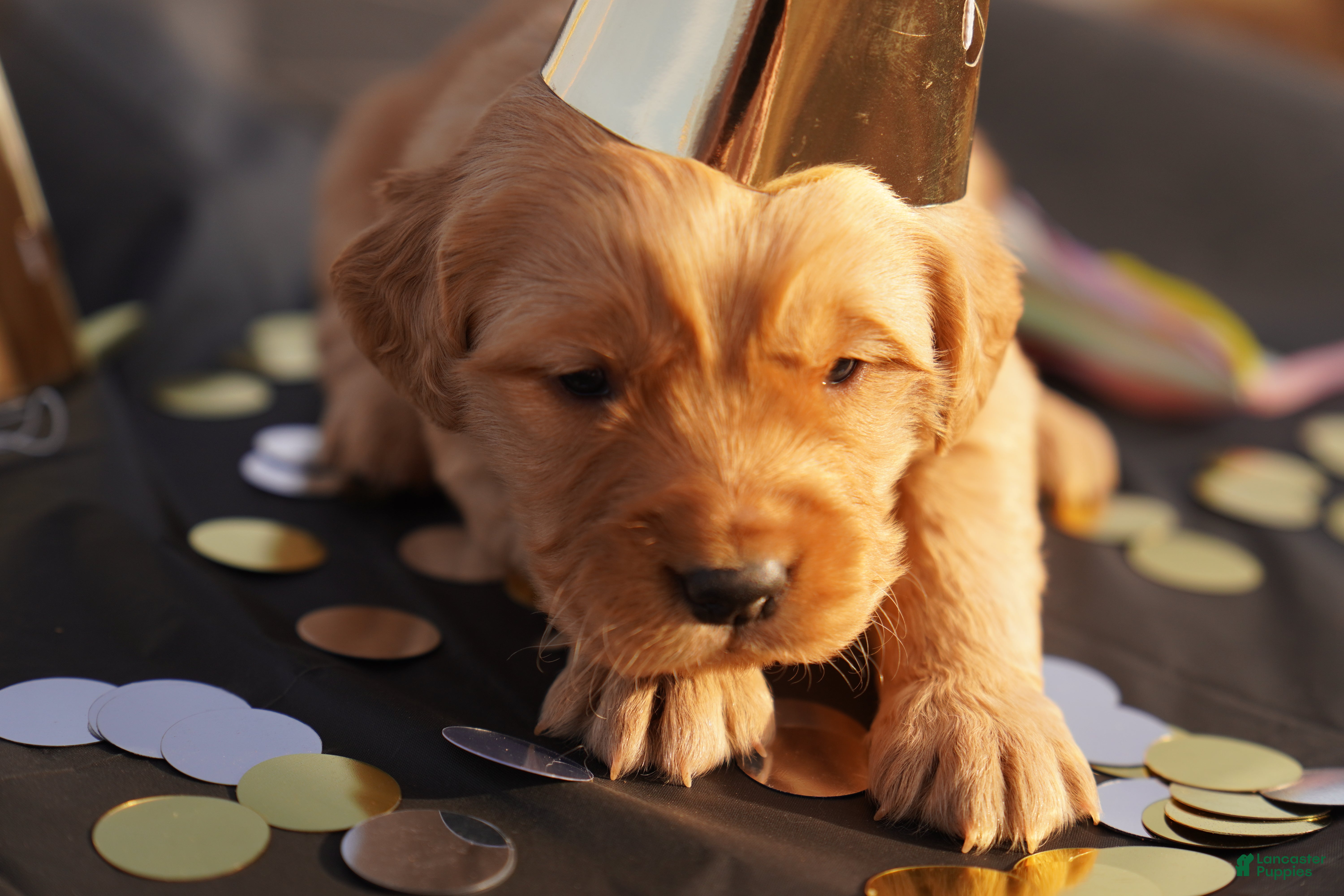 Golden Retriever dogs Leo - AKC, Genetically Clear - Ad 14