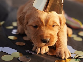 Golden Retriever dogs Leo - AKC, Genetically Clear - Ad 14