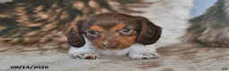 Miniature Dachshund dogs for sale: Queenie - Ad 3