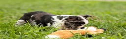 Frenchton dogs for sale: BRANDY - Ad 14