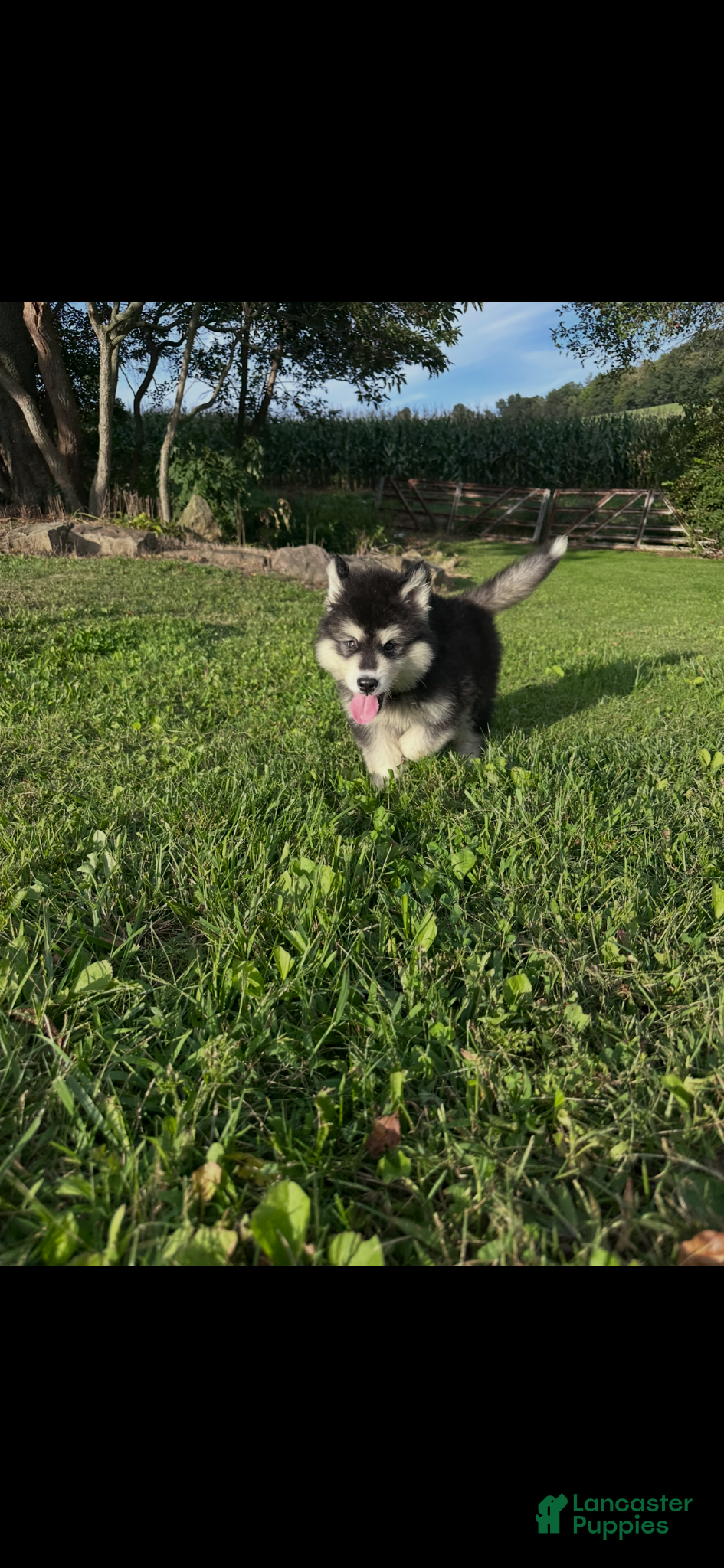 Alaskan Malamute dogs Alaskan Malamute 4 - Ad 13