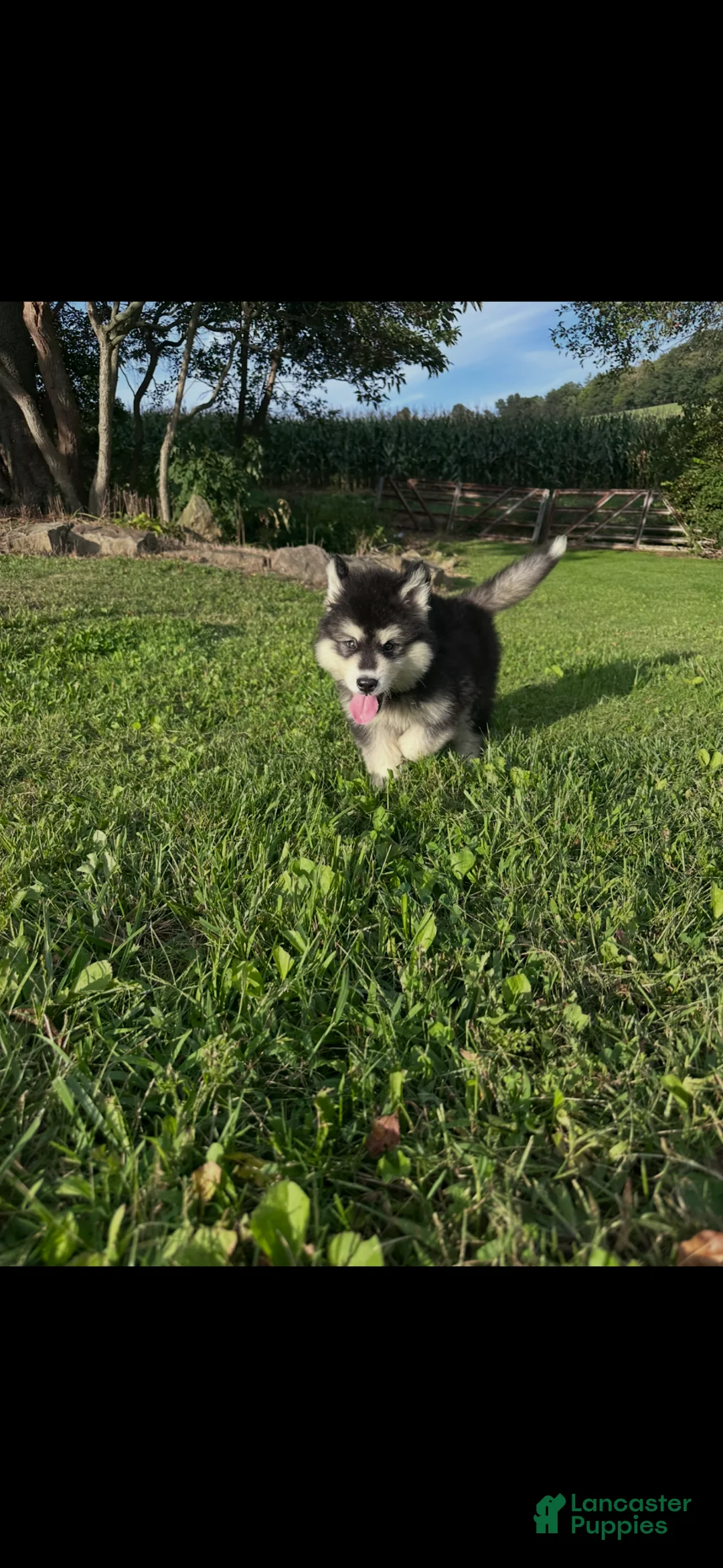 Alaskan Malamute dogs for sale: Alaskan Malamute 4 - Ad 1