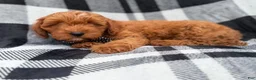Cavapoo dogs for sale: Benny - Ad 5