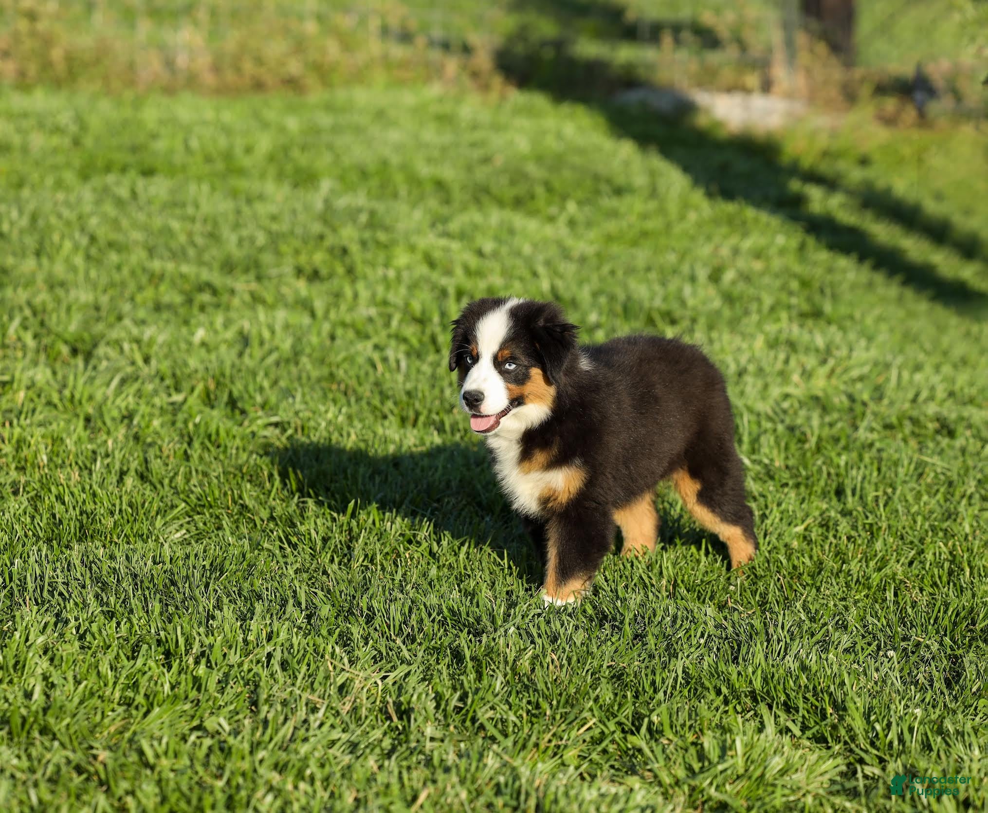 Miniature Australian Shepherd dogs Snap Miniature Australian Shepherd Puppy  - Ad 1