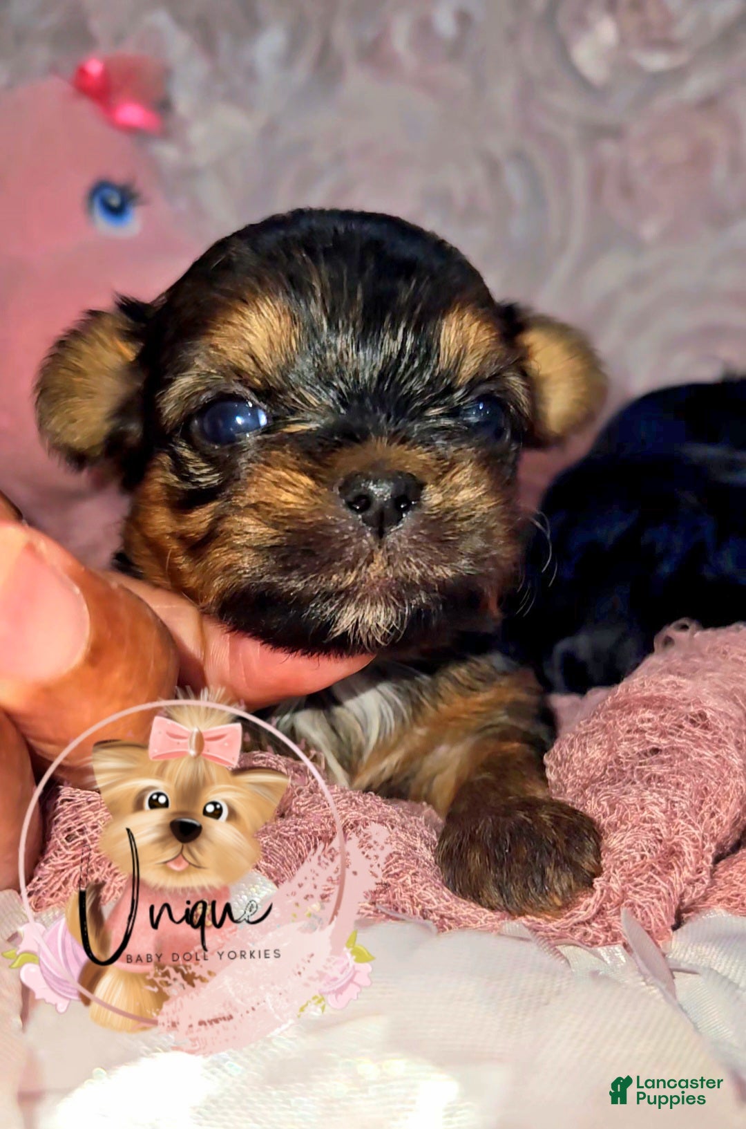 Yorkshire Terrier dogs Yorkshire Terrier Puppy 2 - Ad 1