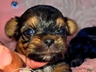 Yorkshire Terrier dogs for sale: Yorkshire Terrier Puppy 2 - Ad 2