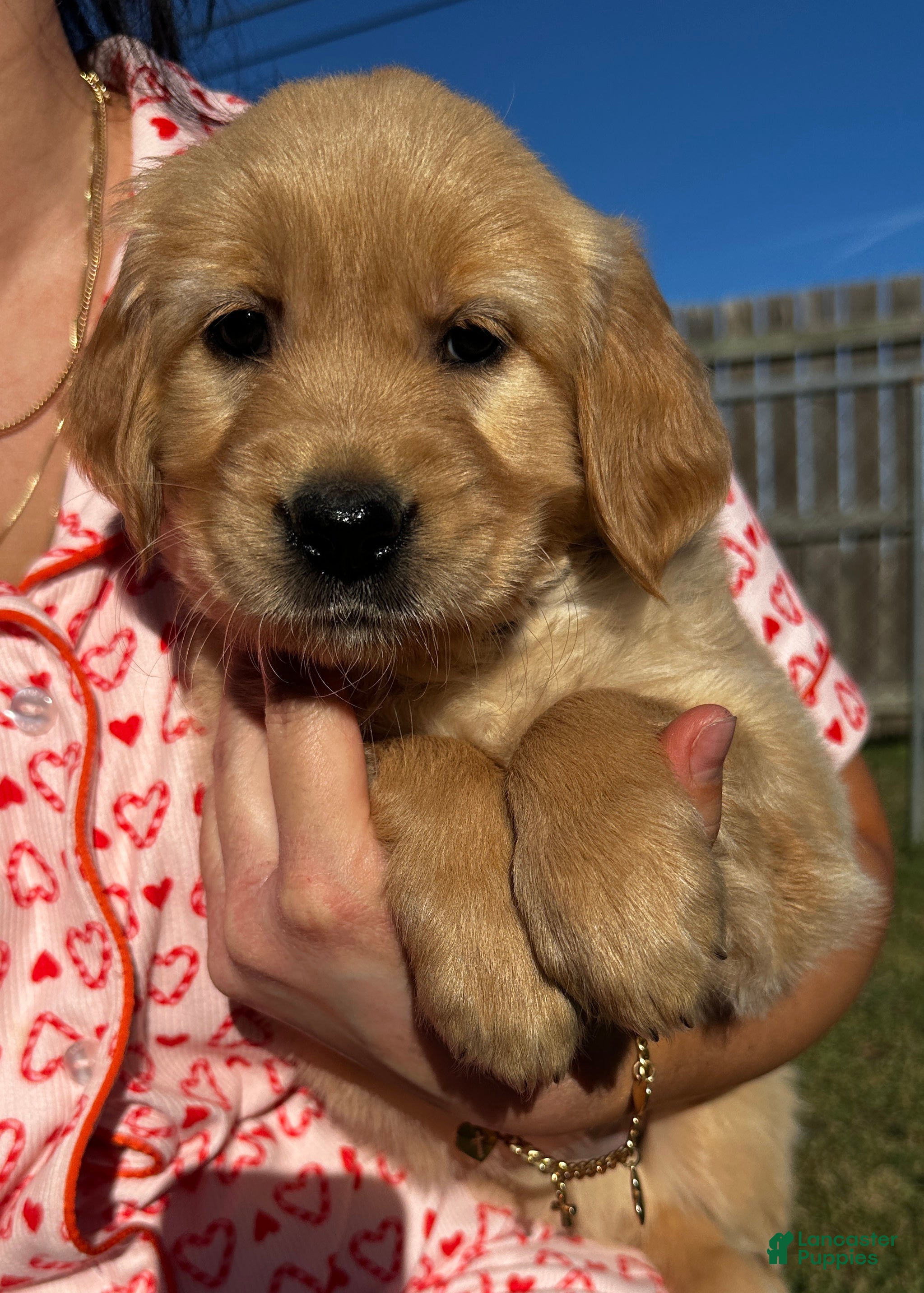 Golden Retriever dogs Purple - Ad 21