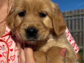 Golden Retriever dogs Purple - Ad 38