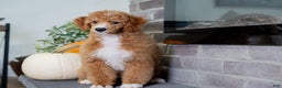 Toy Poodle dogs for sale: Wanda - Ad 7