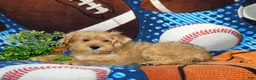 Shorkie dogs for sale: Ludlow Hypoallergenic - Ad 5