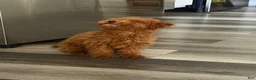 Toy Poodle dogs for sale: Toy Poodle 1 - Ad 3