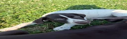 German Shorthaired Pointer dogs for sale: Willow  - Ad 3