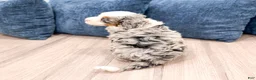 Mini Bernedoodle dogs for sale: Oilver - Ad 5