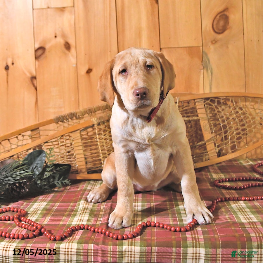 Labrador Retriever dogs Princess - Ad 2