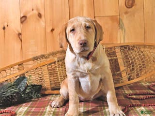 Labrador Retriever dogs Princess - Ad 30