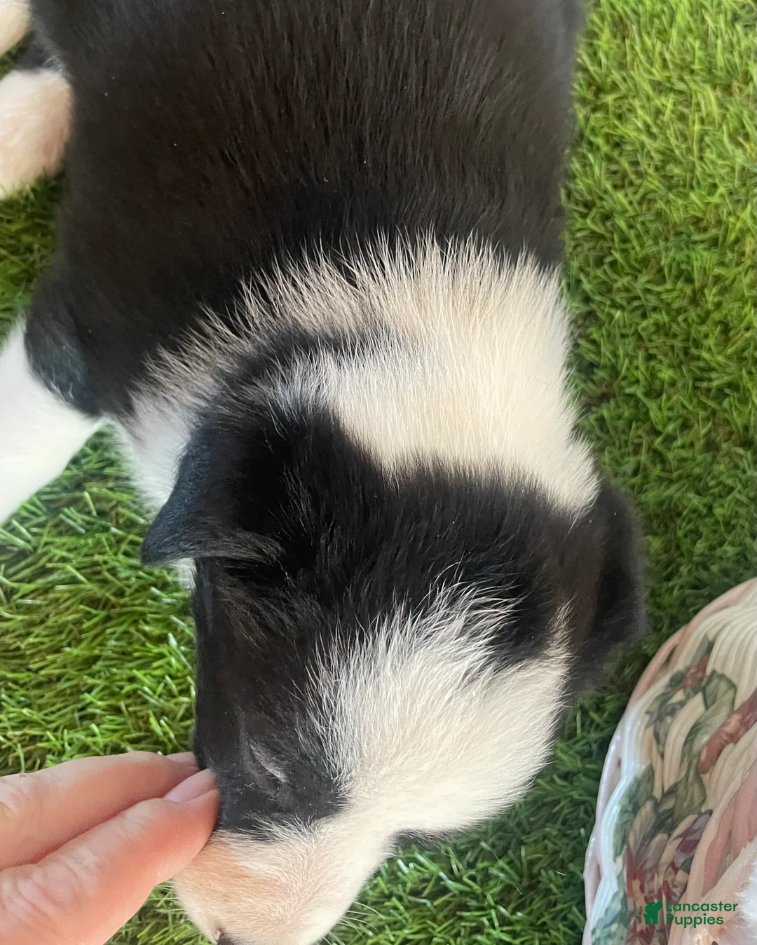 Border Collie dogs for sale: Border Collie Puppy 2 Camey - Ad 4