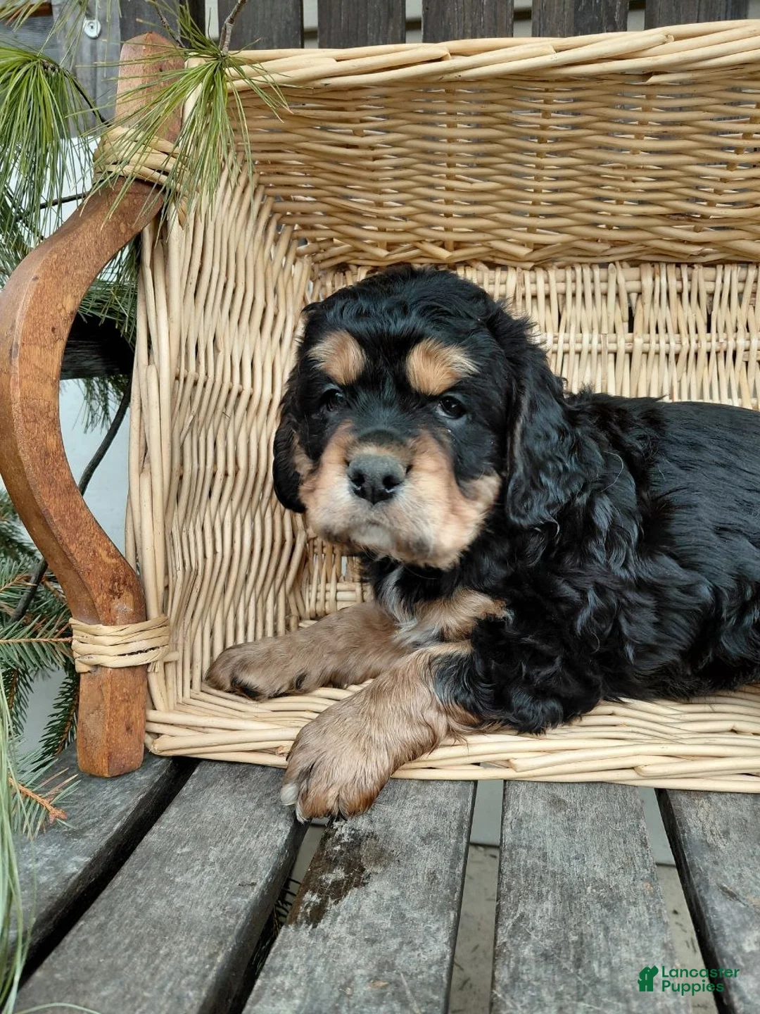 Mixed Breed dogs for sale: Diesel  - Ad 2