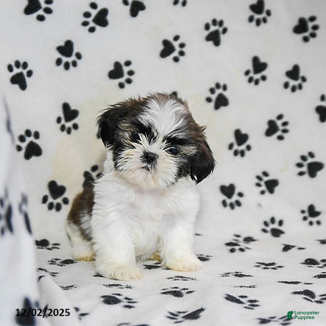 Shih Tzu dogs for sale: Paige - Ad 2