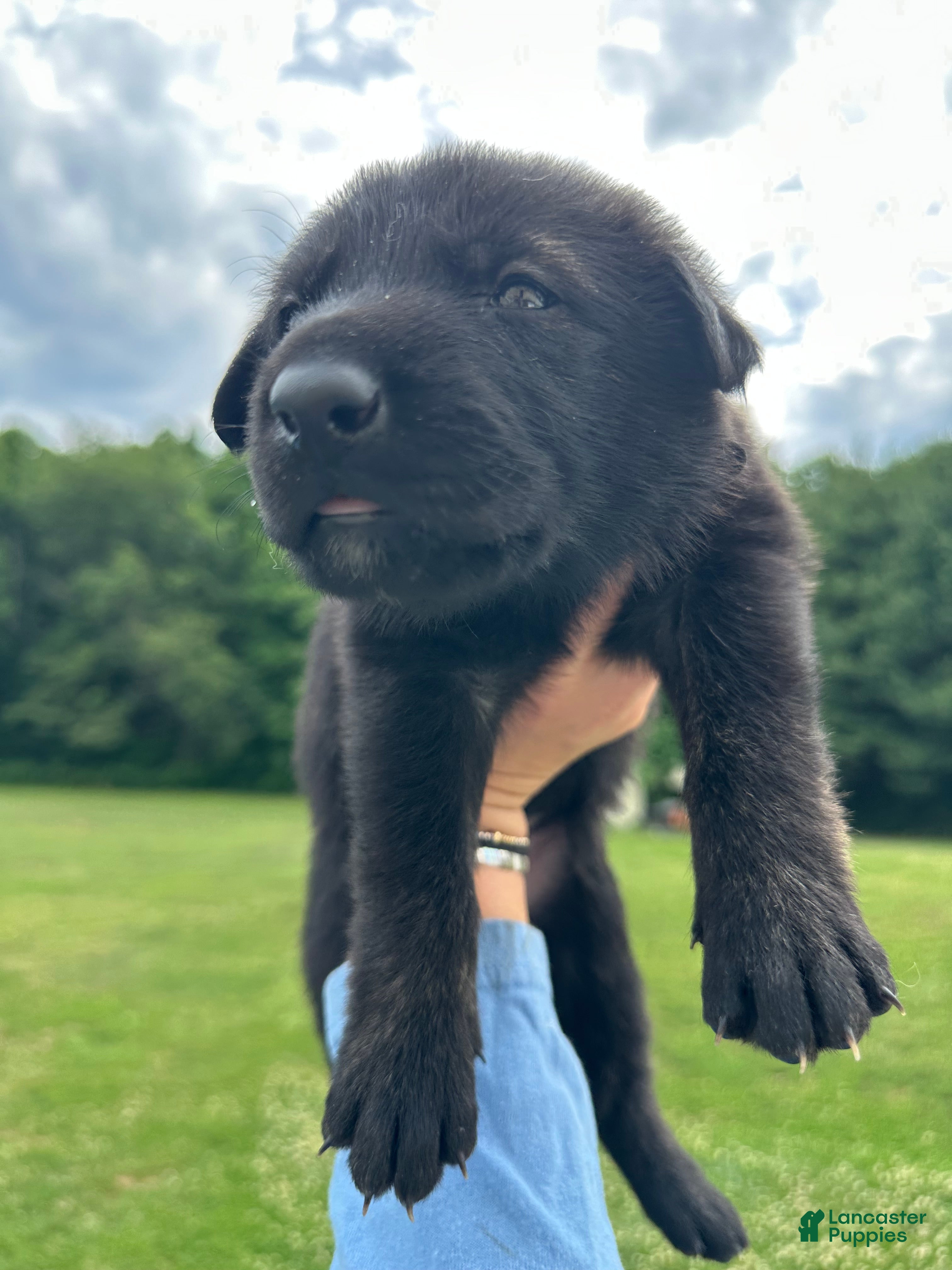 Dutch Shepherd dogs black girl  - Ad 2