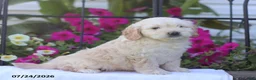 Mini Goldendoodle dogs for sale: Jennifer - Ad 3