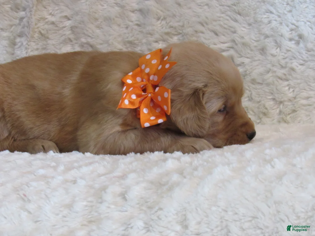 Golden Retriever dogs for sale: Lacey - Ad 1