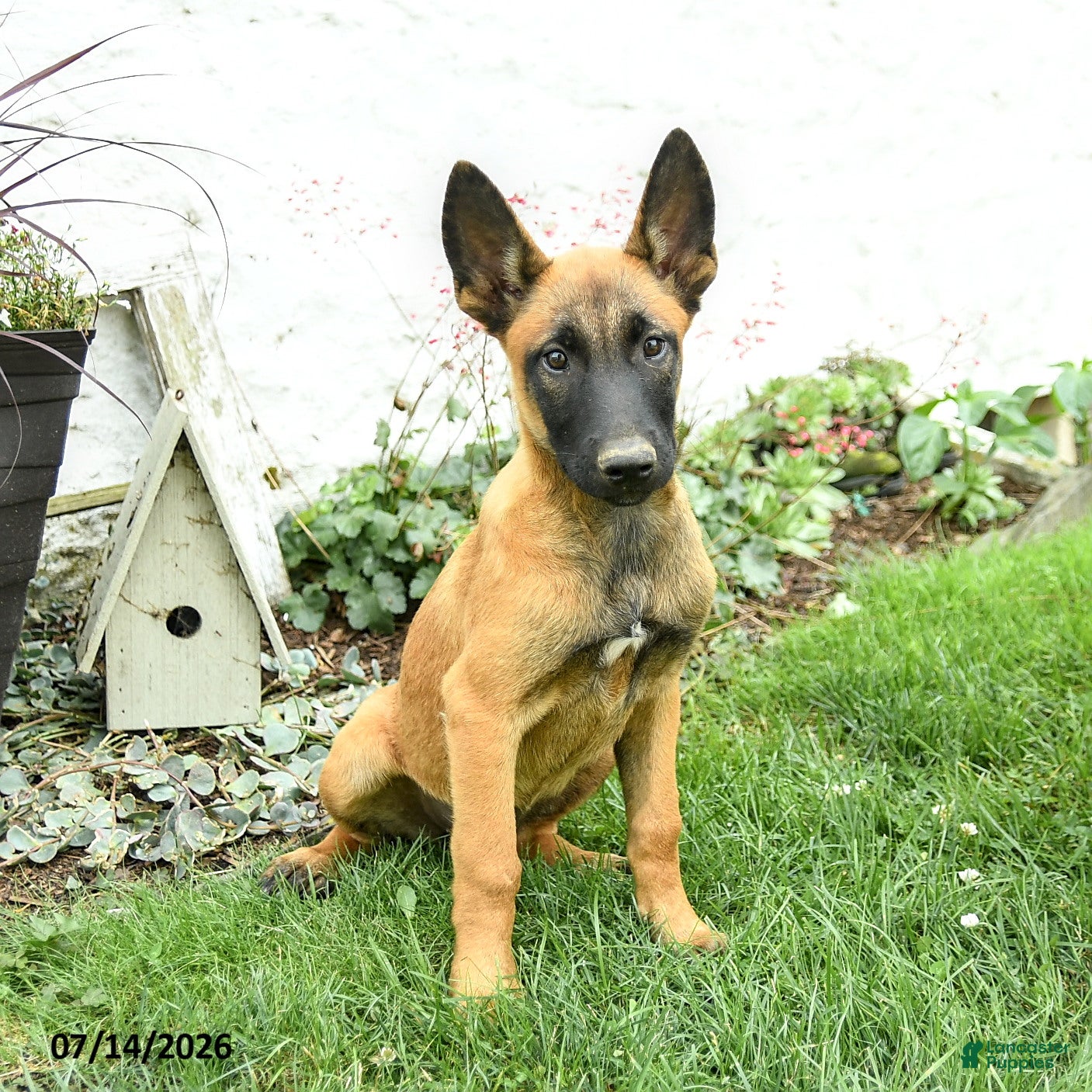Belgian Malinois dogs Greta - Ad 1