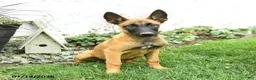 Belgian Malinois dogs for sale: Greta - Ad 1