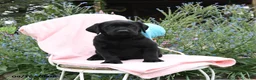 Labrador Retriever dogs for sale: Macey - Ad 3