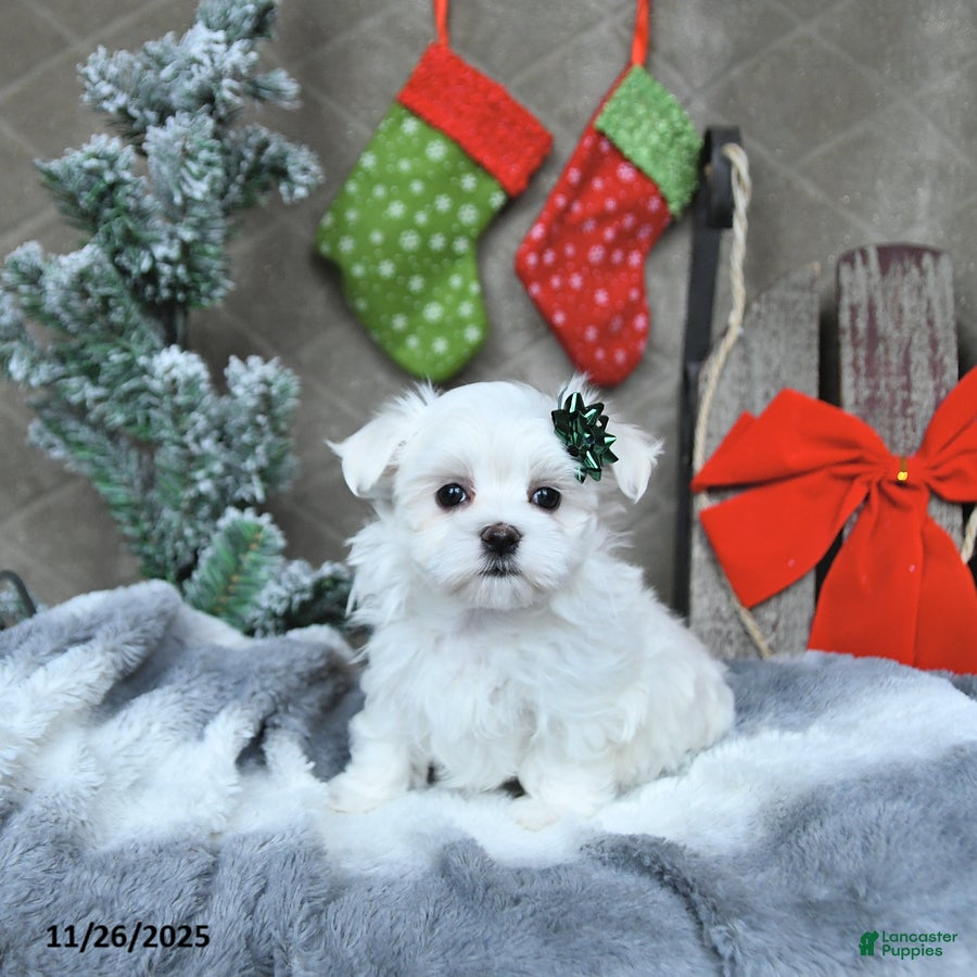 Maltese dogs Rudolph EXTRA SMALL - Ad 21