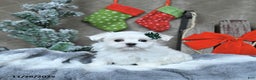 Maltese dogs for sale: Rudolph EXTRA SMALL - Ad 1