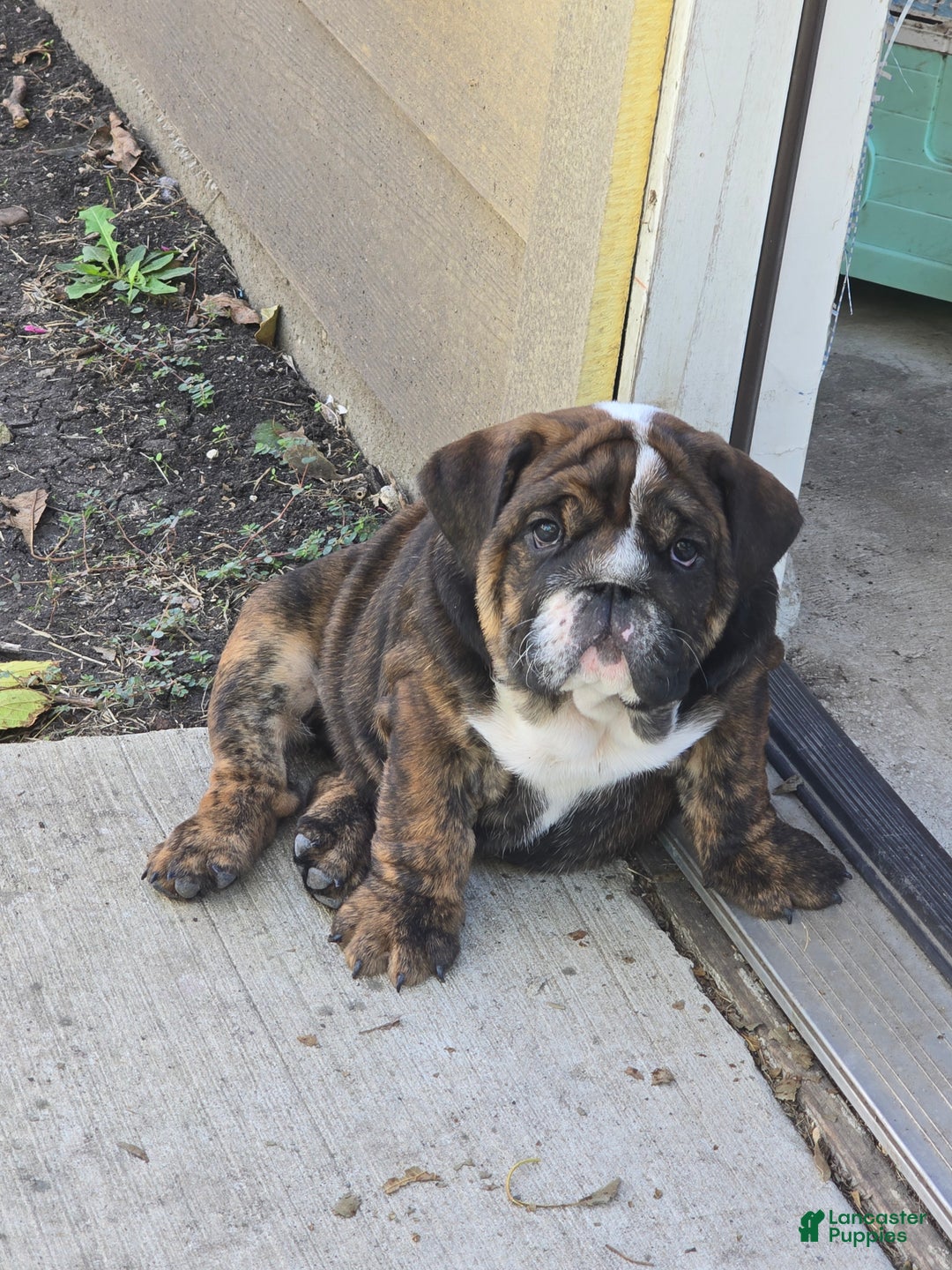 English Bulldog dogs for sale: Lucy - Ad 4