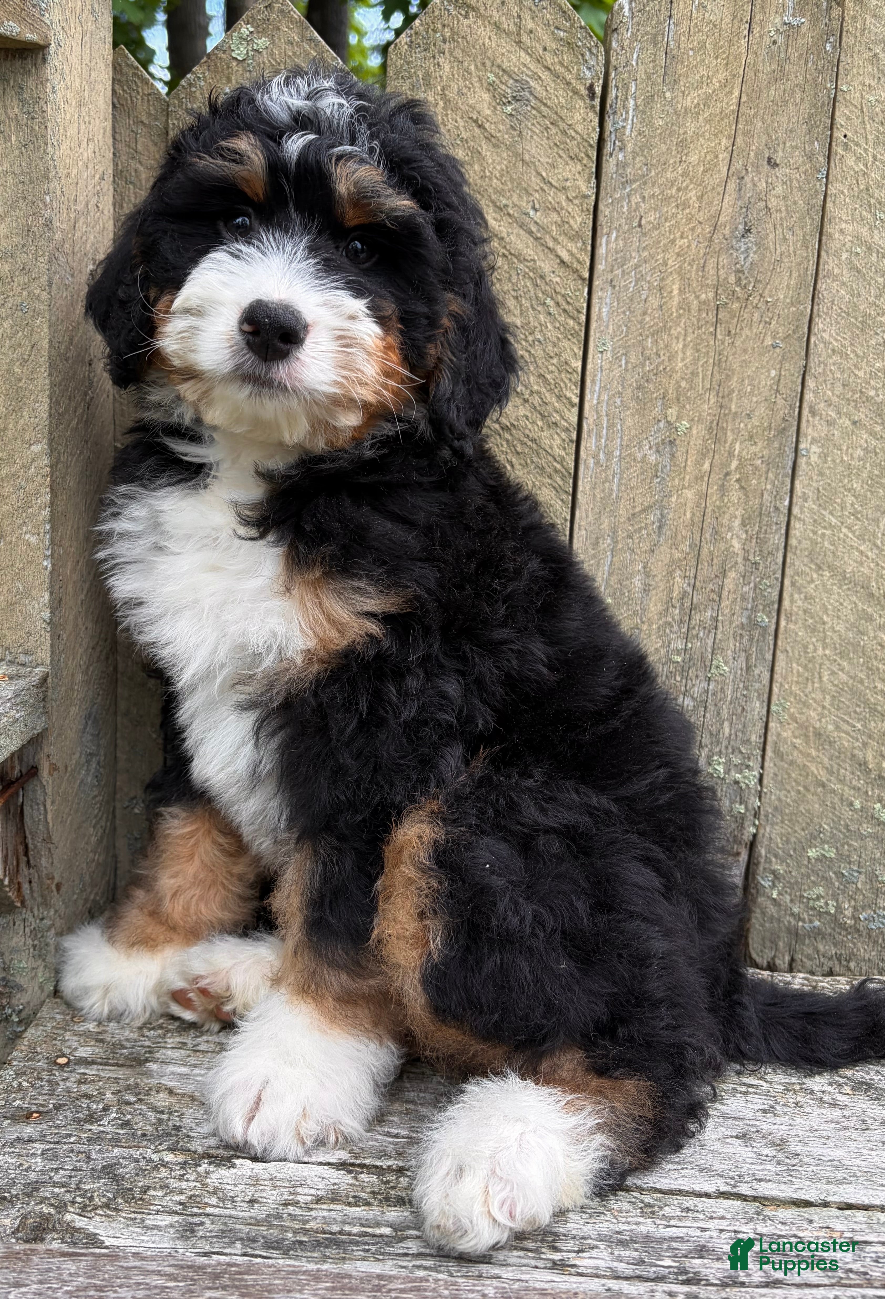 Mini Bernedoodle dogs for sale: 🩶IN BOSTON MASSACHUSETTS AREA🩶MINI BERNEDOODLE BOY🩶 - Ad 2