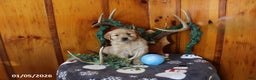 Golden Retriever dogs for sale: Ryder - Ad 3