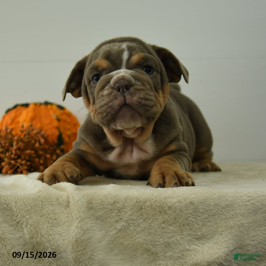 English Bulldog dogs for sale: Trenton - Ad 2