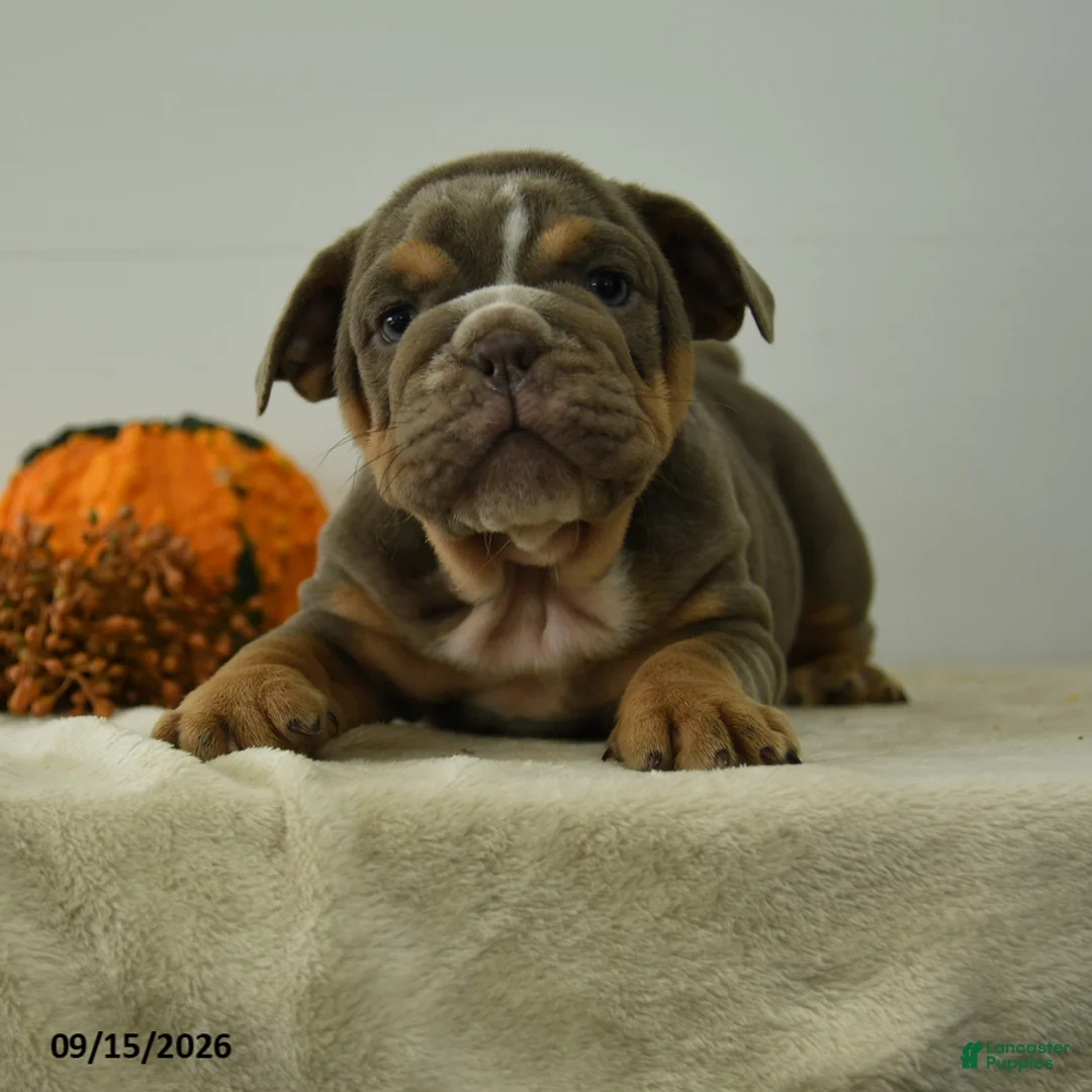 English Bulldog dogs for sale: Trenton - Ad 2